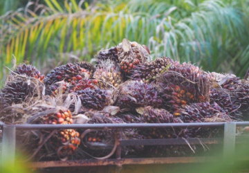 Harga CPO Dunia Membara, Saham Emiten Sawit Kompak Melaju di Tengah Merahnya IHSG