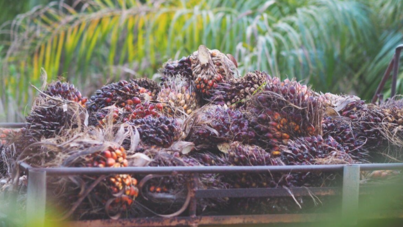 Harga CPO Dunia Membara, Saham Emiten Sawit Kompak Melaju di Tengah Merahnya IHSG