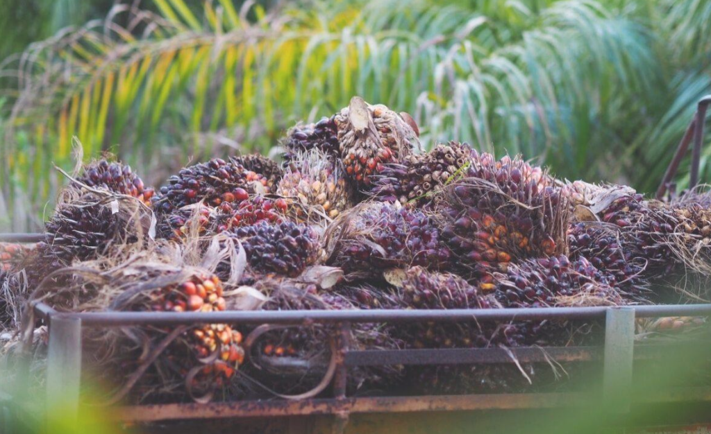 Harga CPO Dunia Membara, Saham Emiten Sawit Kompak Melaju di Tengah Merahnya IHSG