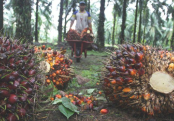 Harga TBS Sawit Riau Naik, Sentuh Rp3.950/Kg, Dorong Optimisme Ekonomi Petani