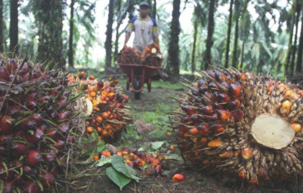 Harga TBS Sawit Riau Naik, Sentuh Rp3.950Kg, Dorong Optimisme Ekonomi Petani