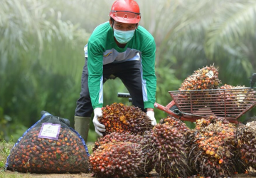 Kuansing Terapkan Pungutan Sawit untuk Dorong Ekonomi dan Ekologi