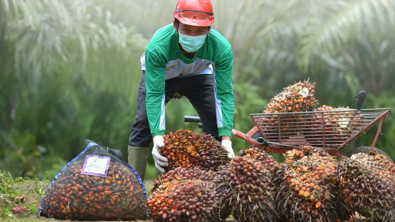 Kuansing Terapkan Pungutan Sawit untuk Dorong Ekonomi dan Ekologi