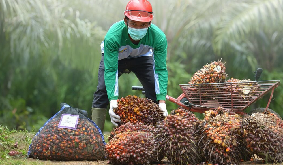 Kuansing Terapkan Pungutan Sawit untuk Dorong Ekonomi dan Ekologi
