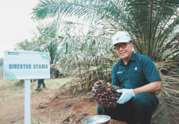 Strategi PalmCo Percepat Peremajaan Sawit Rakyat, Produktivitas Petani Naik